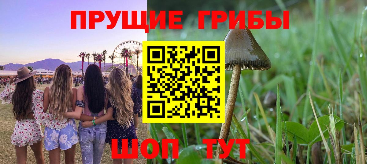 Серов  Галлюциногенные грибы Psilocybine cubensis  Вход с VPN 